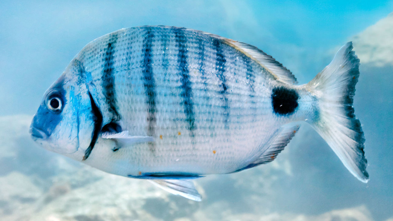 El sargo, un gran desconocido