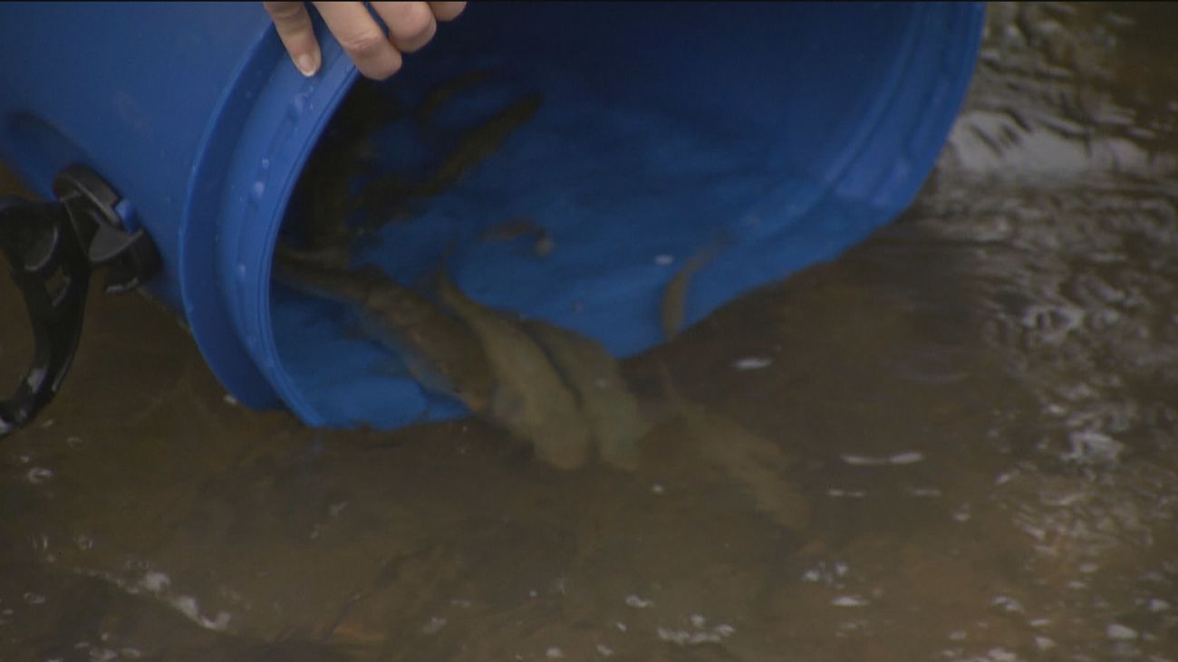 Tres especies de peces desaparecidas hace un siglo vuelven al Manzanares