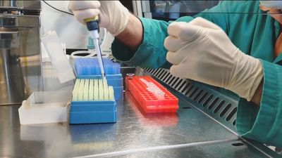 Inquietud e interés tras la creación del equipo de Izpisua de embriones que unen células humanas y de mono