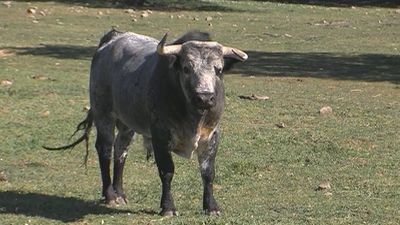 El mundo del toro, uno de los sectores más afectados por la crisis