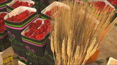 Cataluña celebrará San Jordi durante tres días para vender más libros y flores