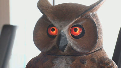Arquímides, el búho 'espanta palomas' patentado por un madrileño