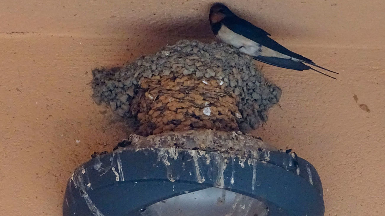 Colmenar se moviliza para estudiar el "preocupante" descenso de golondrinas