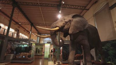 Dinosaurios y ballenas gigantes en el Museo Nacional de Ciencias Naturales