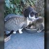 Vecinos de Manzanares el Real denuncian perdigonazos a una colonia de gatos