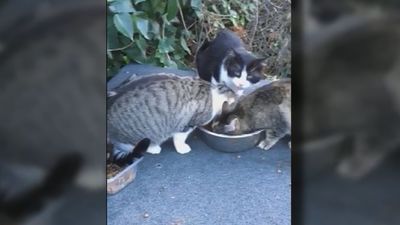 Vecinos de Manzanares el Real denuncian perdigonazos a una colonia de gatos