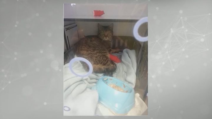 Denuncian la situación y, además, piden colaboración ciudadana para localizar al autor de los hechos / Madrid Directo