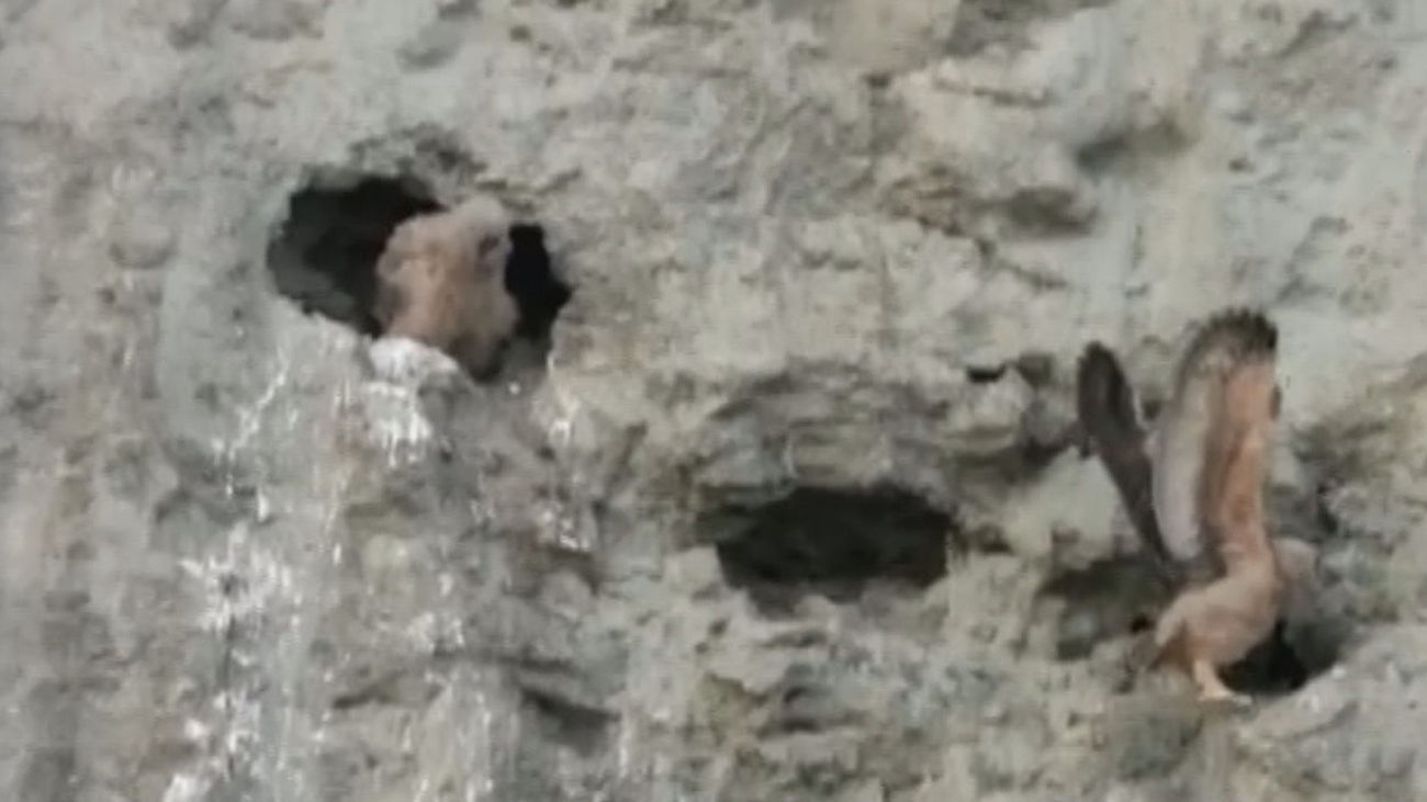 Excepcional y único nido de búhos reales en Madrid con crías en el Parque Lineal del Manzanares en Villaverde