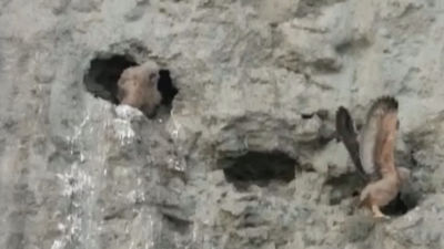 Excepcional y único nido de búhos reales en Madrid con crías en el Parque Lineal del Manzanares en Villaverde