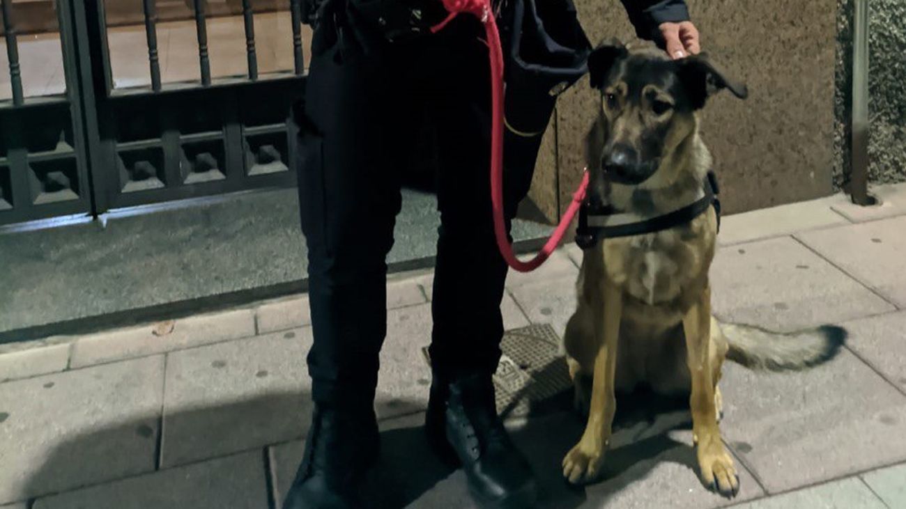 Freya, una perrita maltratada en Torrejón