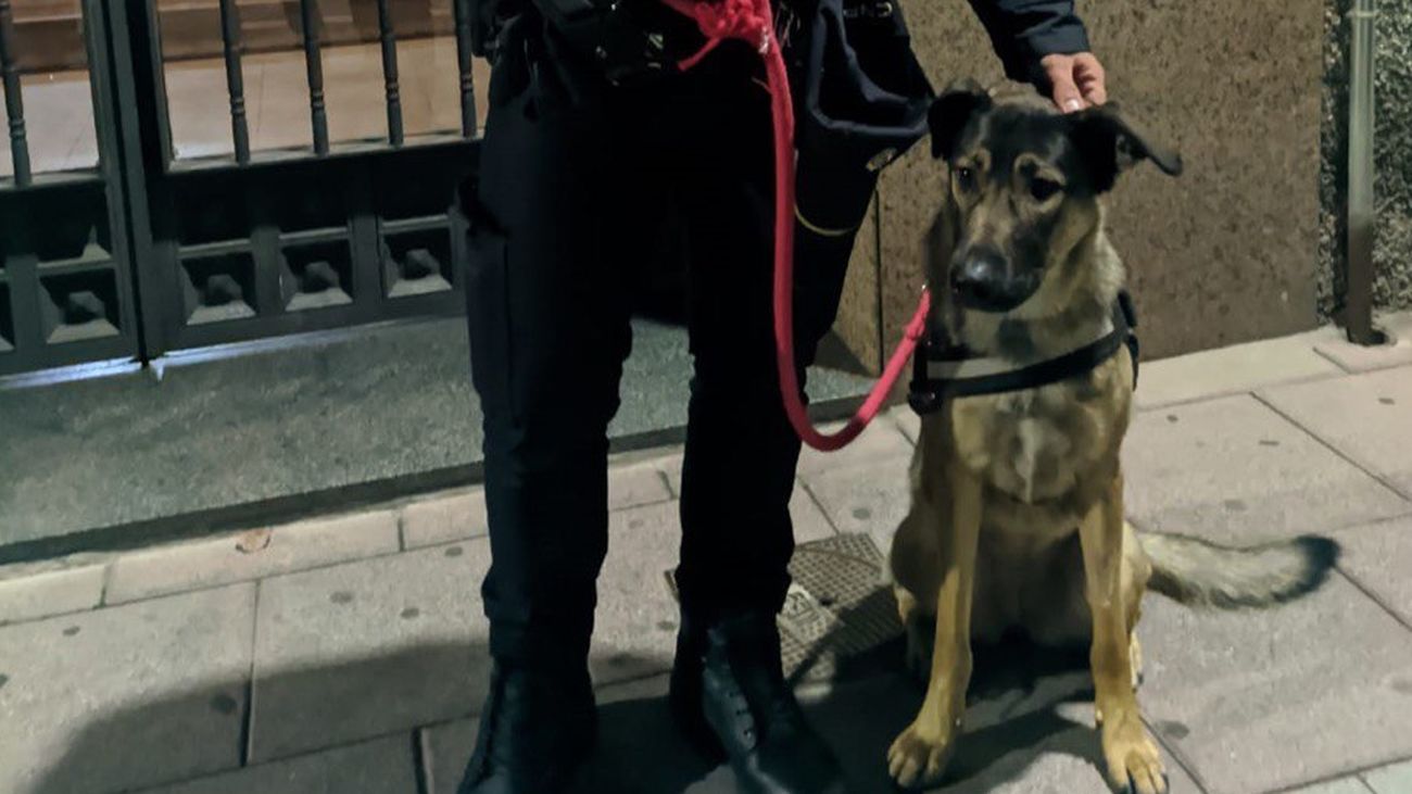 La historia de Freya, una perrita maltratada en Torrejón: su dueño ha sido detenido