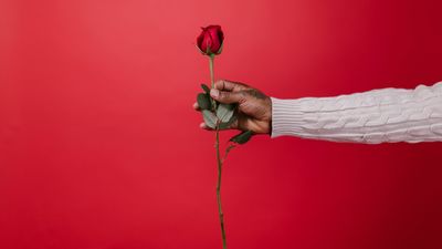 ¿Por qué se regalan rosas el Día del Libro?