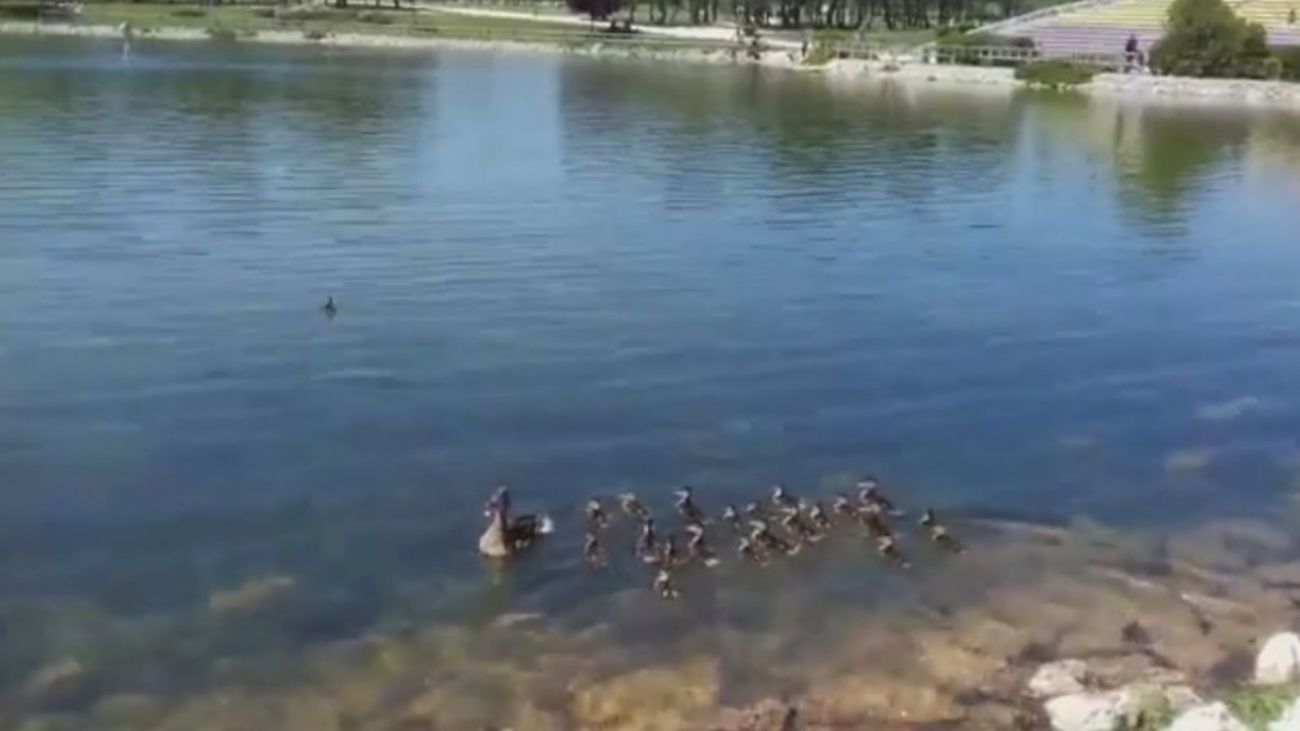 El vídeo de los patos de Aluche que te sorprenderá