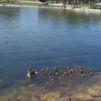 El vídeo de los patos de Aluche que te sorprenderá