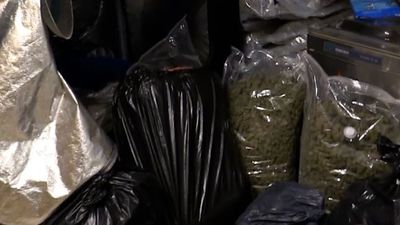 Desmantelan en Cataluña una red  internacional que exportaba marihuana a Europa