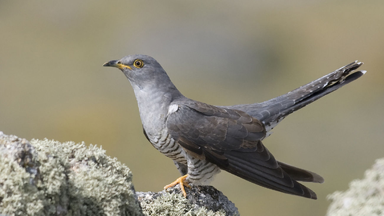 La batuta mágica 25.04.2021