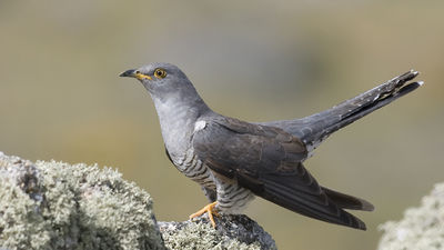 La batuta mágica 25.04.2021