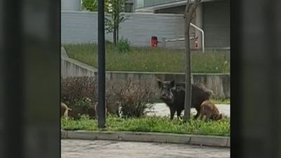 Una familia de jabalíes se instala en la Universidad Autónoma de Madrid