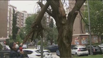 Los vecinos de Sanchinarro piden que se tale la rama de un árbol seco que está a punto de caer