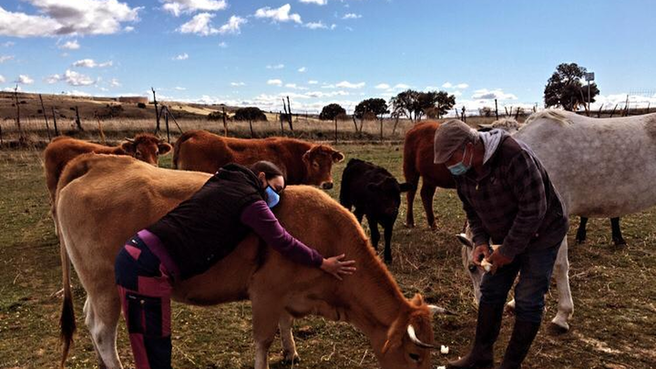 Explotación ganadera en la Sierra de Madrid / Telemadrid.es
