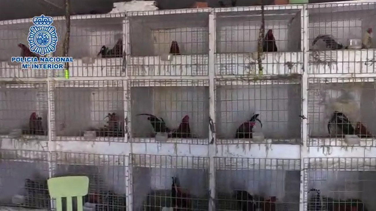 Cae una banda que distribuía cocaína y organizaba peleas ilegales de gallos en Chinchón