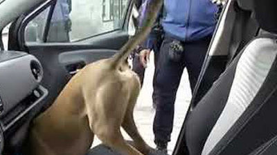 Detenido en Madrid por conducir sin carné, drogado y con hachís en el maletero para vender