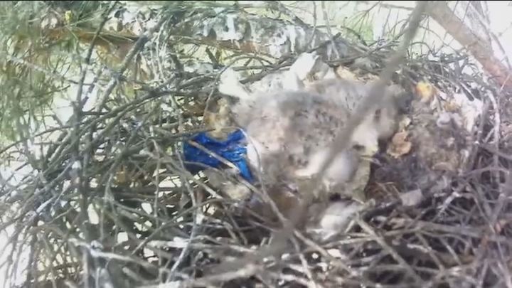 Los residuos de las mascarillas llegan hasta los nidos de las aves de Doñana