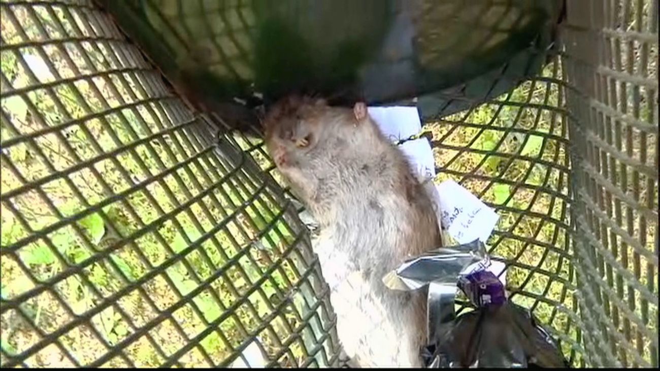 Una vecina de Moratalaz denuncia vivir con ratas