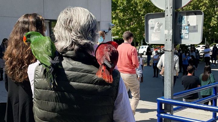 Nacho acude a votar con sus dos loros / Telemadrid