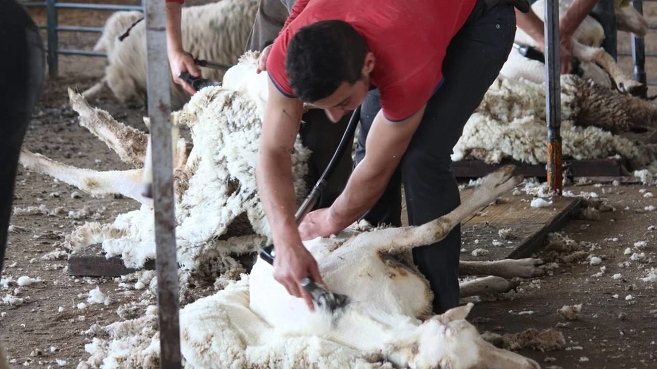 Esquilador de ovejas, un oficio en peligro de extinción