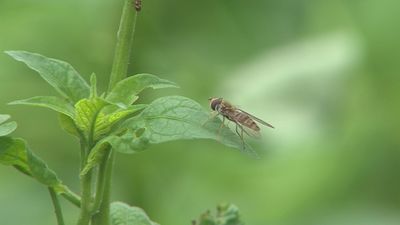 Las plantas silvestres comestibles más singulares de Madrid