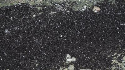 Una plaga de bichos se apodera de una zona de Fuenlabrada