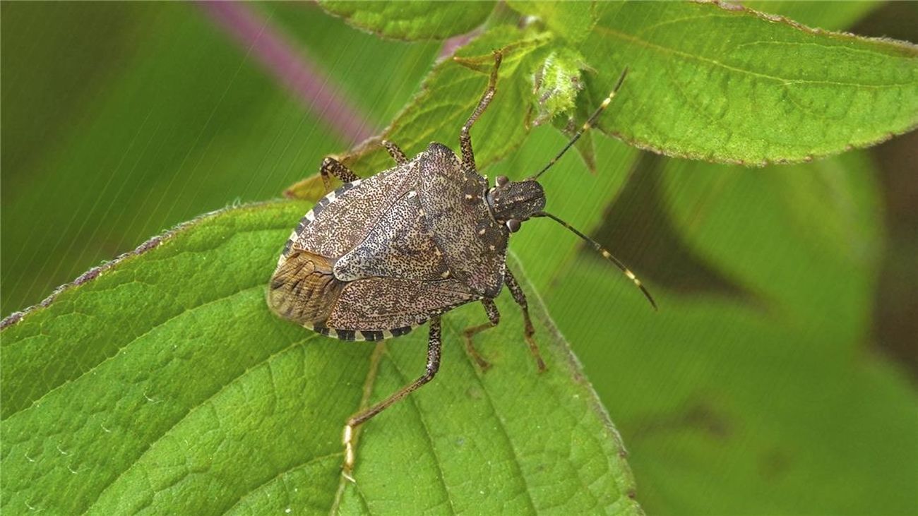 Se detectan las primeras picaduras de la 'chinche asesina' en Madrid