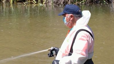 Comienza la operación contra la mosca negra en Madrid