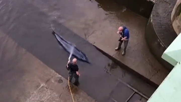 Una ballena queda varada en el Támesis, en pleno centro de Londres