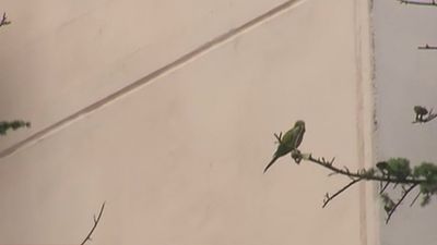 Vecinos de Fuenlabrada se quejan del ruido ensordecedor de las cotorras