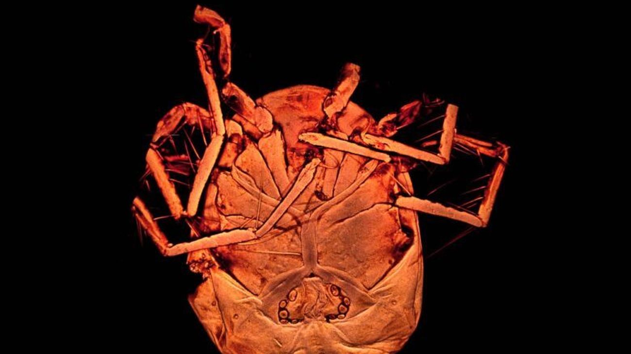 El ácaro 'Piona Alpedretinia'