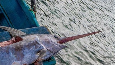 Alerta por alta presencia de mercurio en pez espada congelado notificado por España