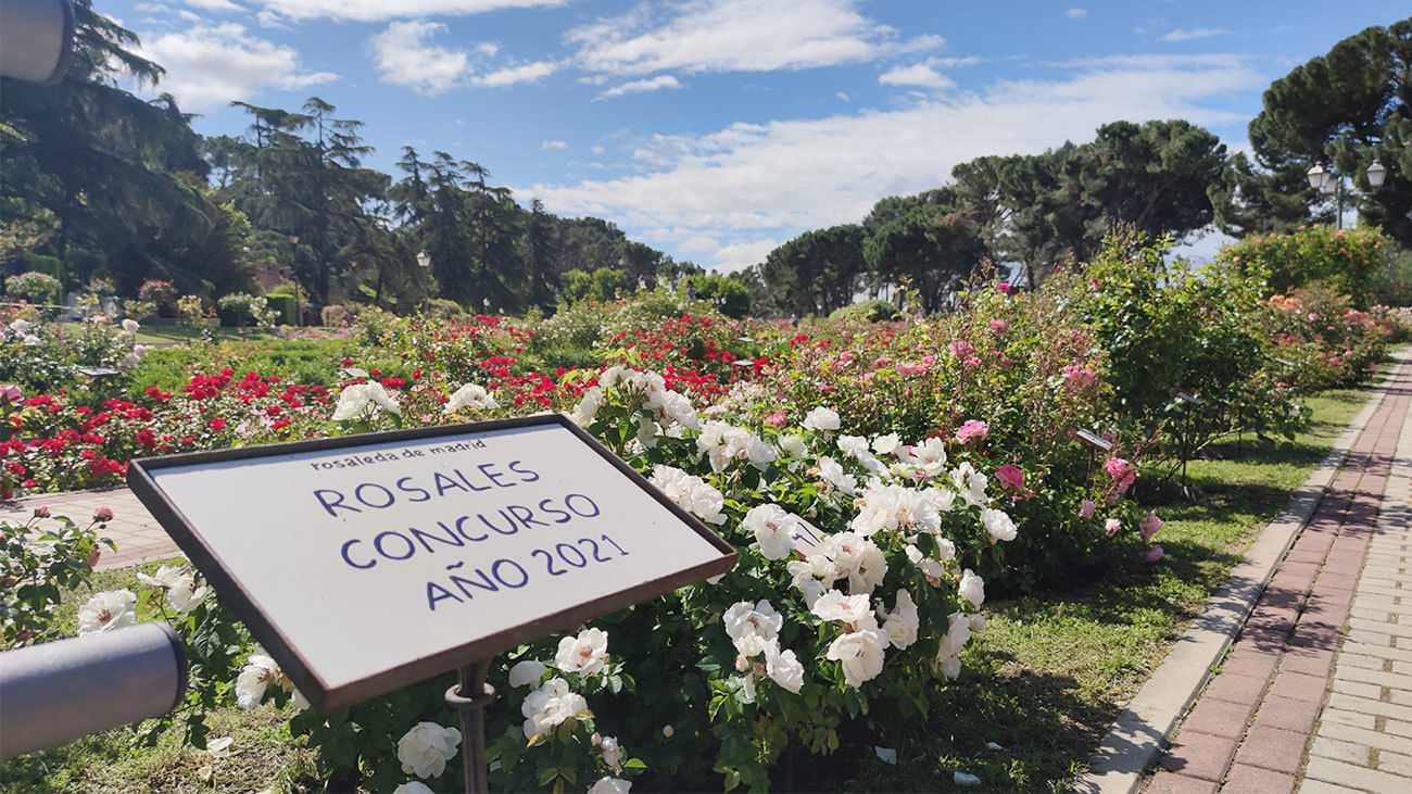 En busca de la rosa perfecta en La Rosaleda de Madrid