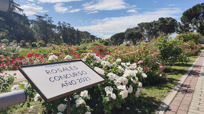 En busca de la rosa perfecta en La Rosaleda de Madrid