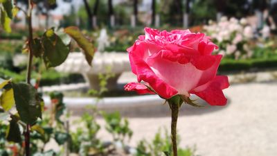 La Rosaleda del Botánico ya se puede visitar