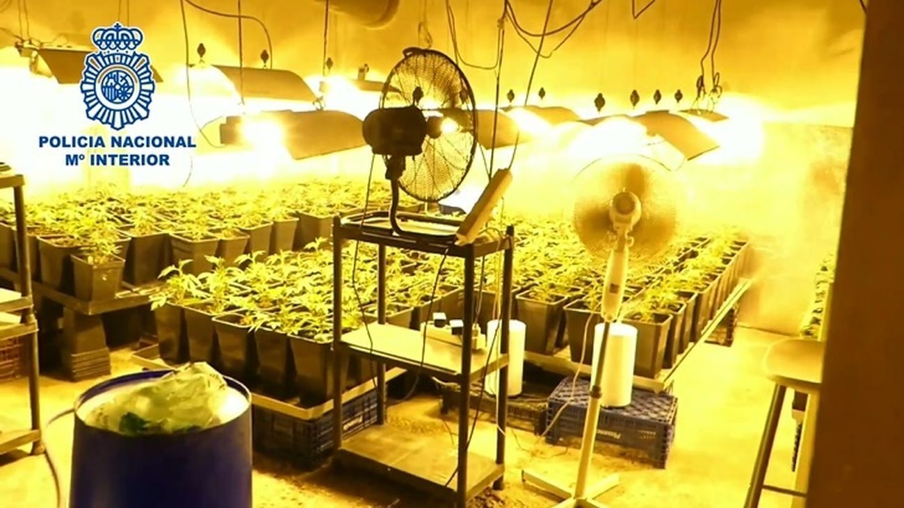 Plantación de marihuana en Ontígola