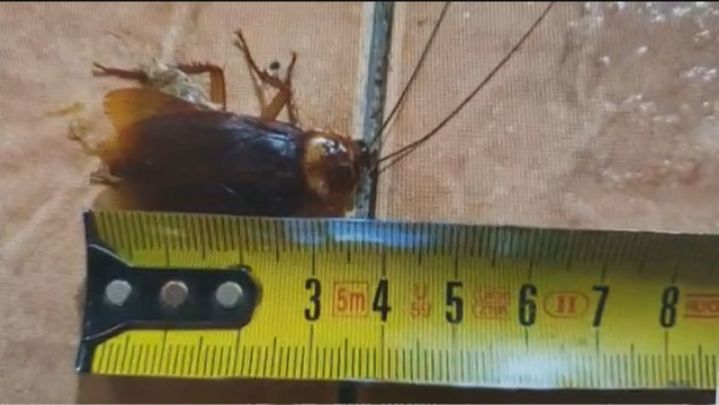 Las cucarachas que invaden el portal de la calle Travesía de Aranjuez de Parla son de gran tamaño / TELEMADRID