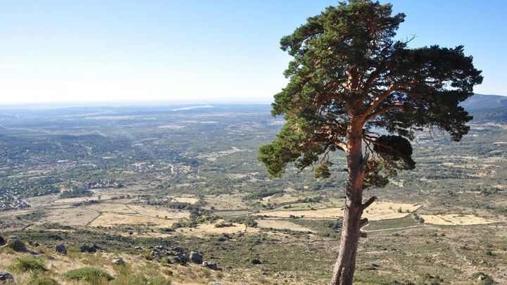 El Pino de San Roque, árbol singular de la Comunidad de Madrid / AYTO LOS MOLINOS