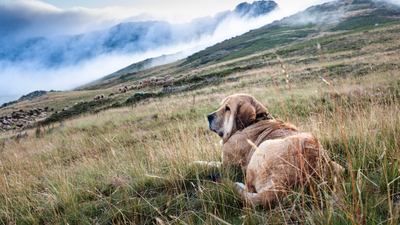 Piden a la Comunidad que declare a los perros pastores Patrimonio Cultural e Histórico autonómico