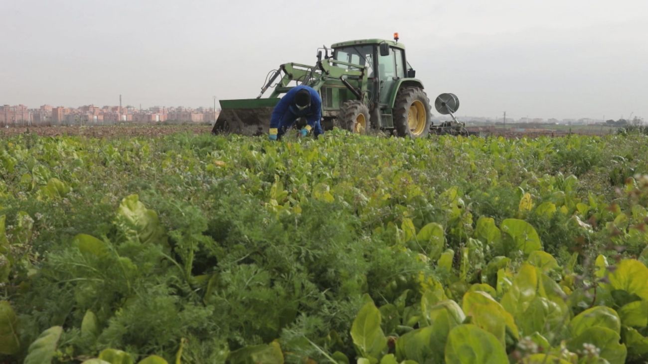 Fuenlabrada, la huerta de acelgas de Madrid