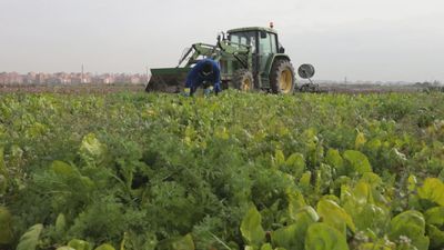Fuenlabrada, la huerta de acelgas de Madrid
