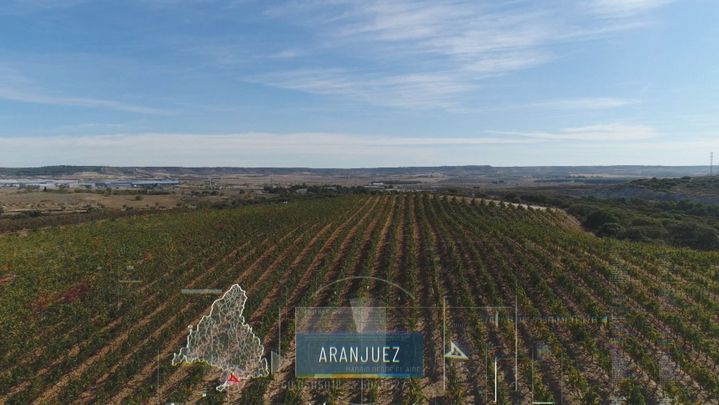Viñedos de Aranjuez / Redacción