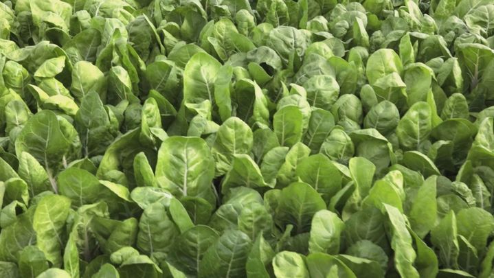 Acelgas de Fuenlabrada / Redacción