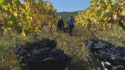 El renacer del vino de Madrid